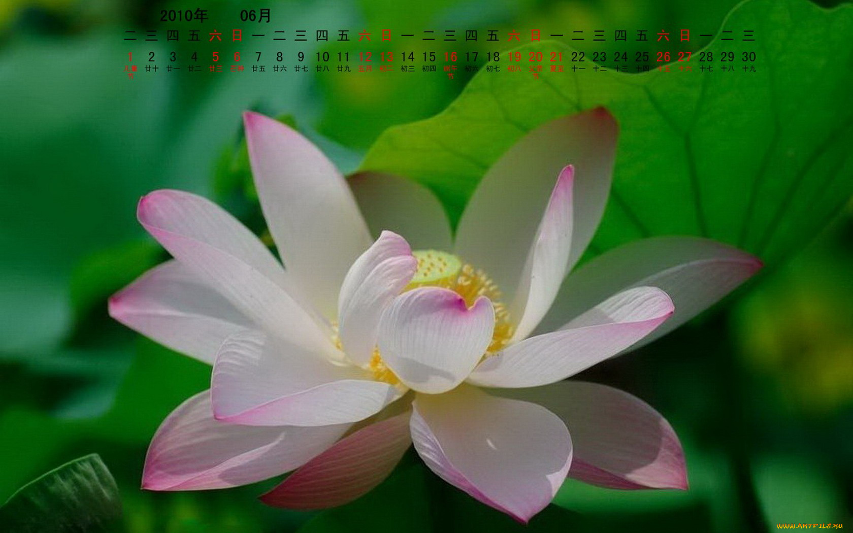 календари, цветы