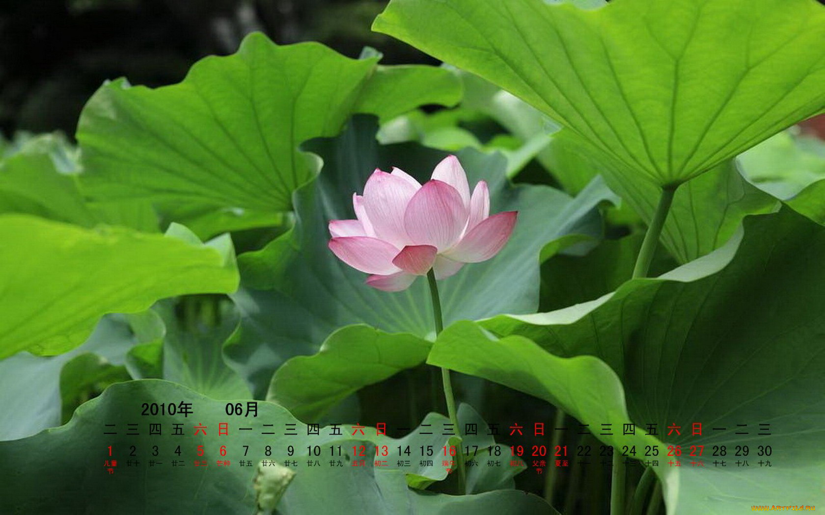 календари, цветы