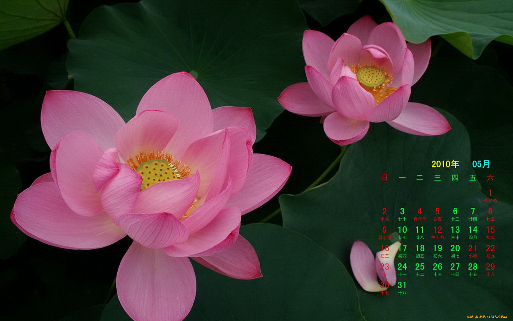 календари, цветы