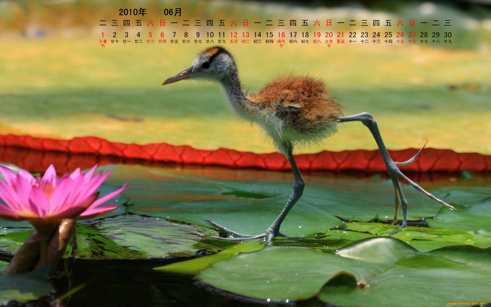 календари, животные