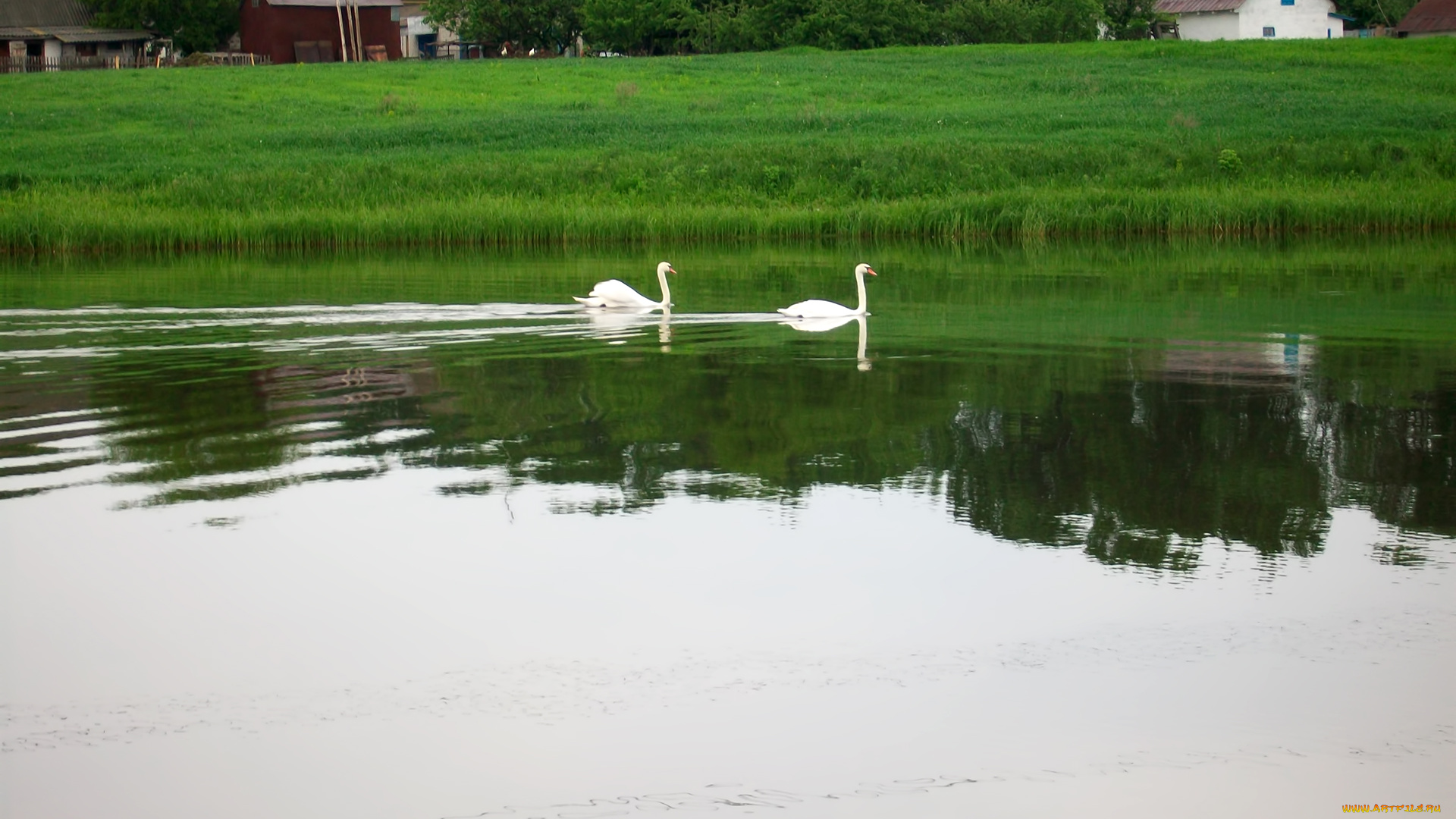 животные, лебеди