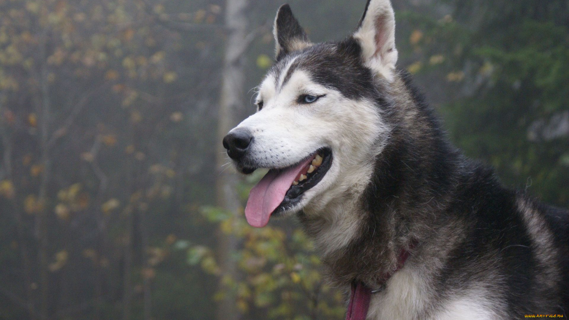 животные, собаки