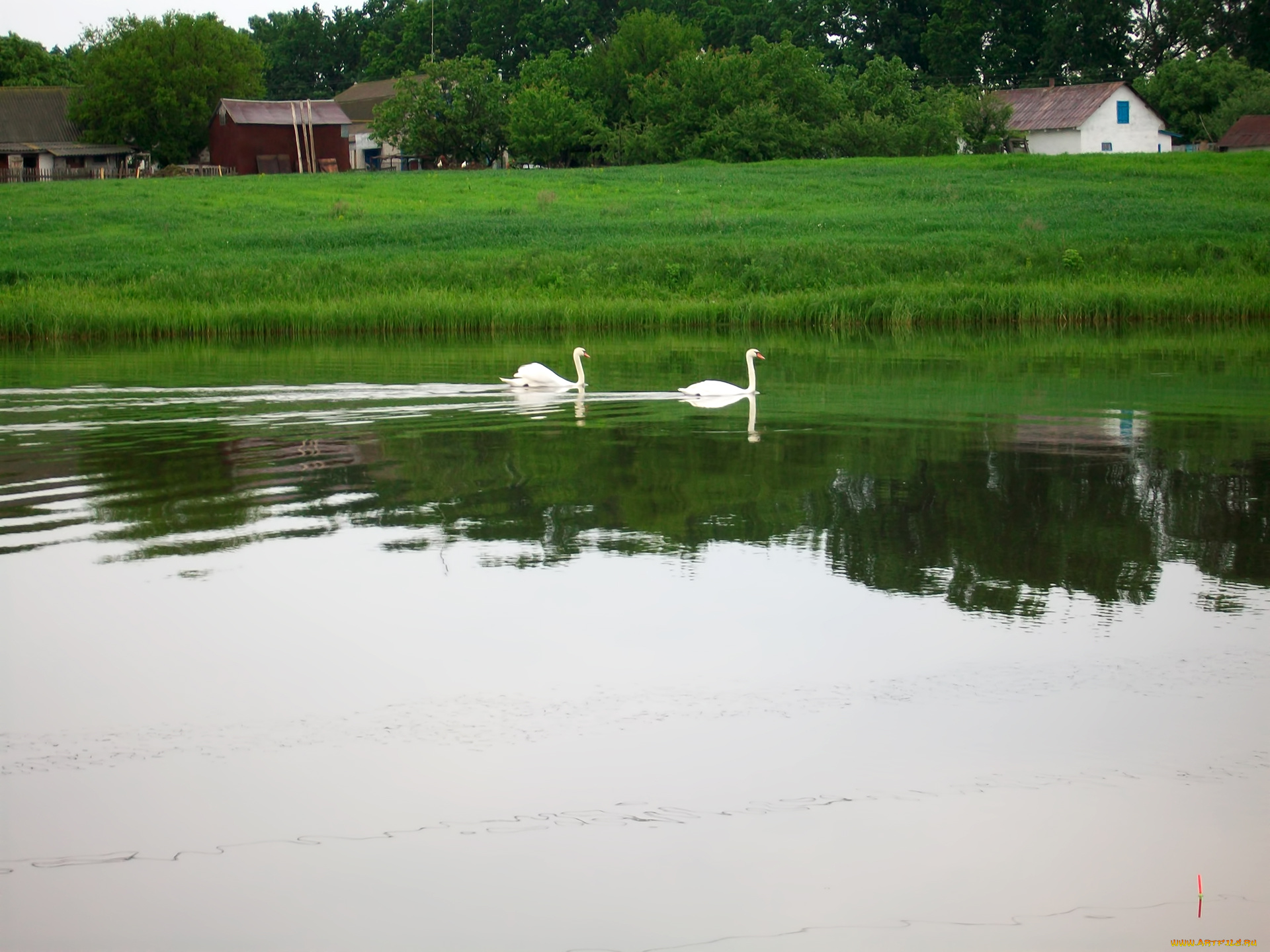 животные, лебеди