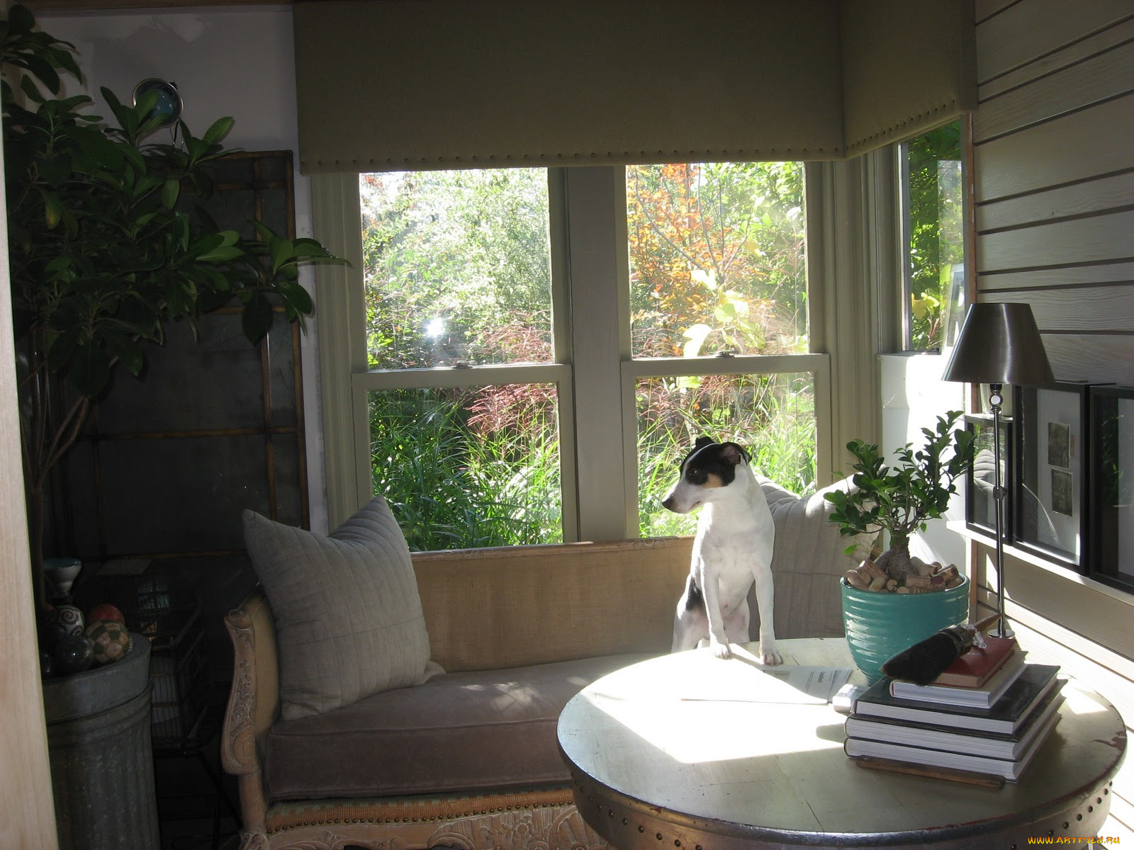 животные, собаки