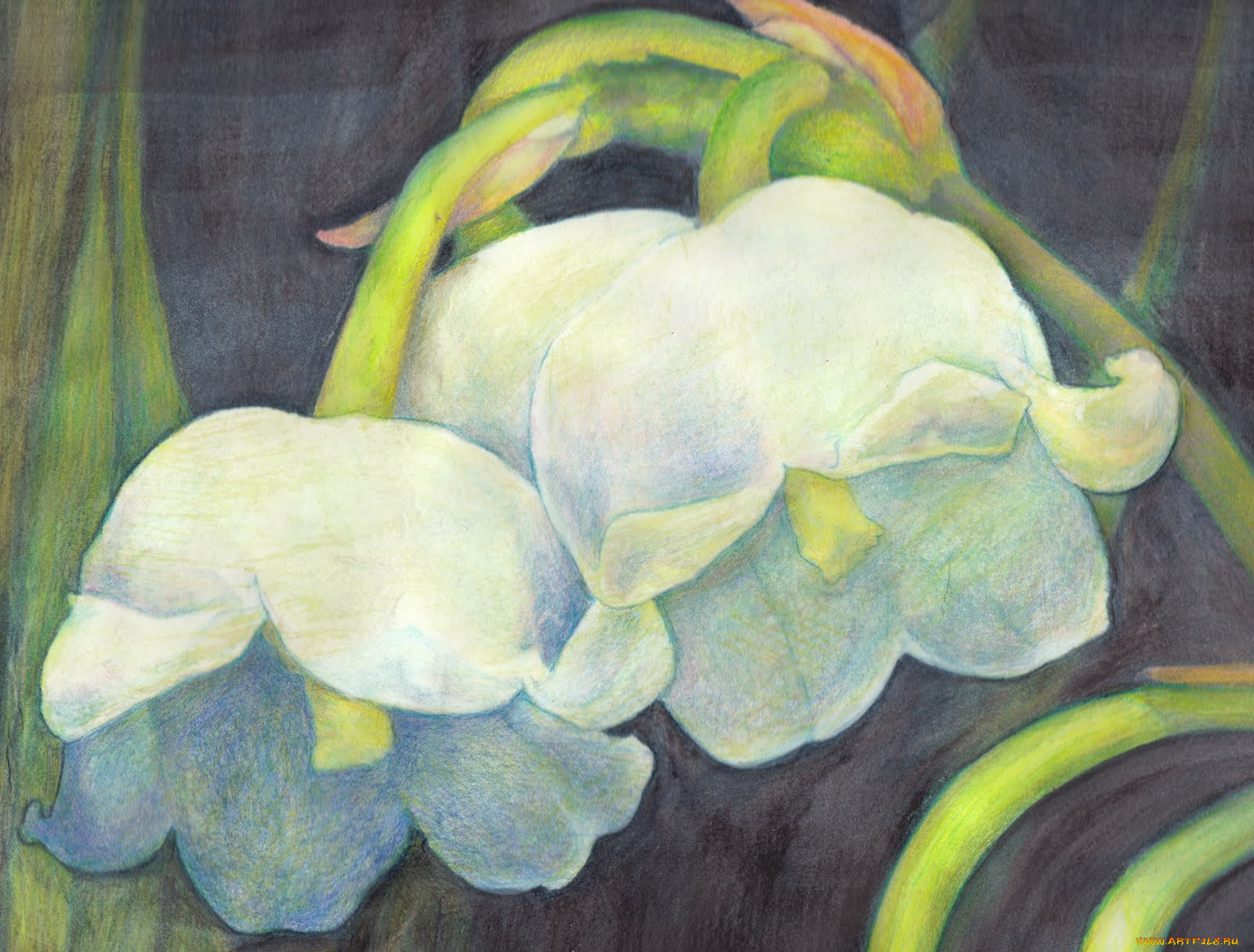 рисованные, цветы