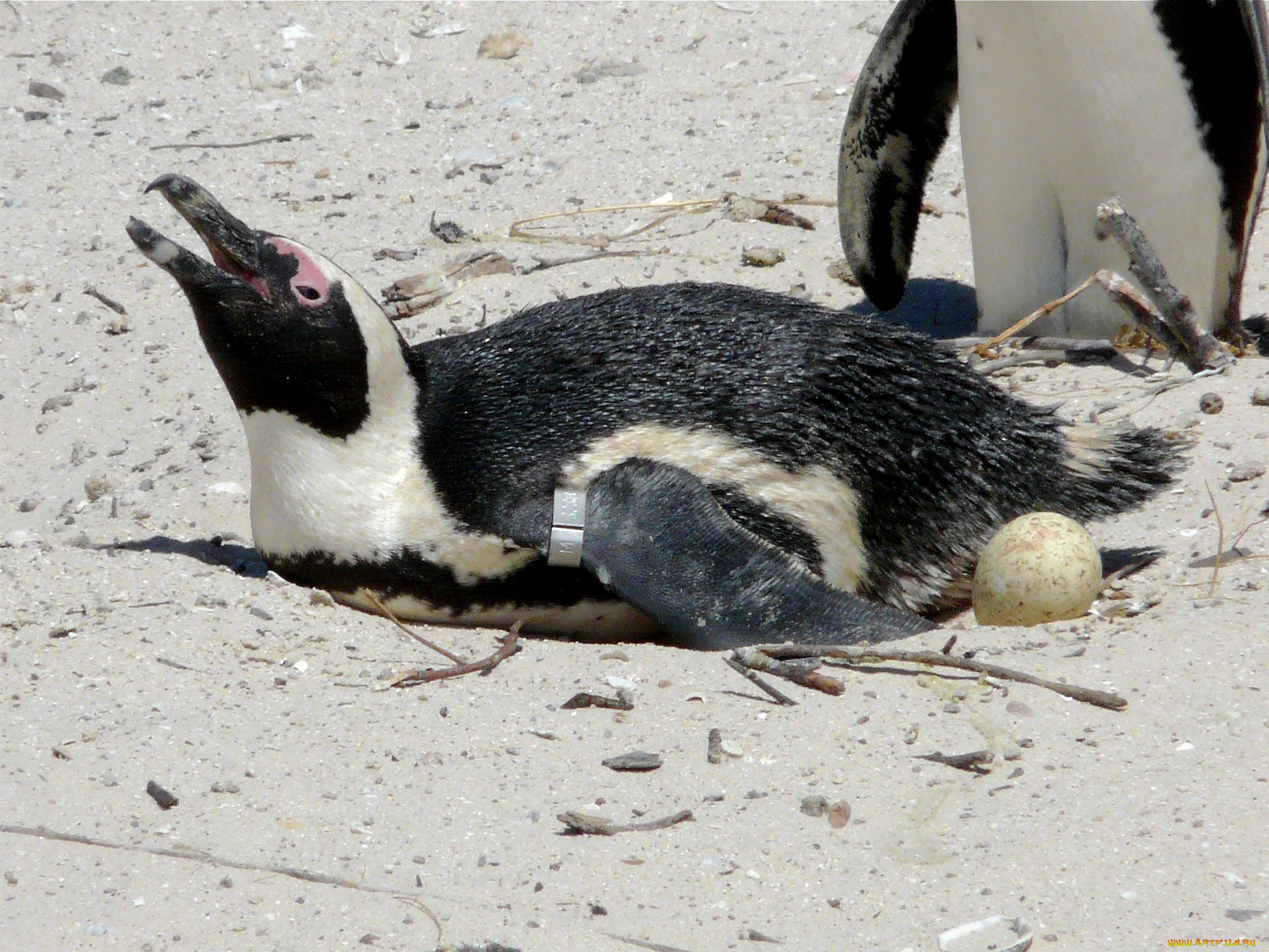 животные, пингвины