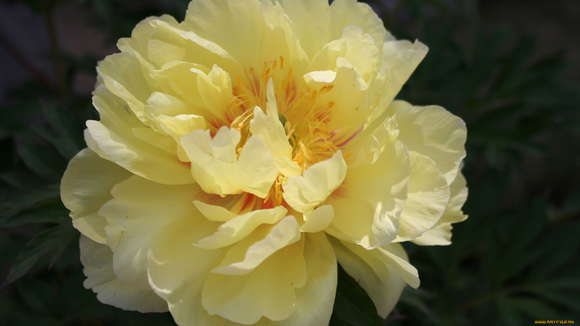 цветы, пионы