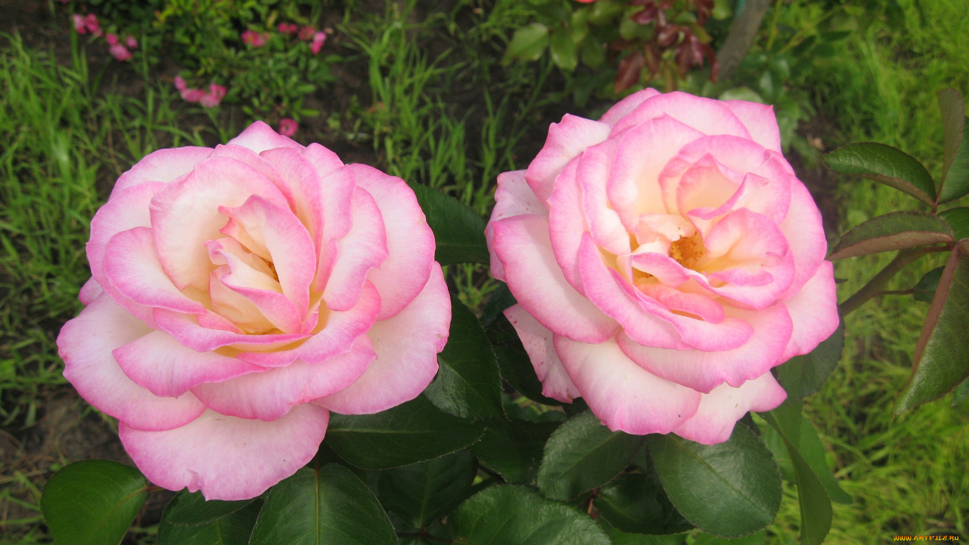 цветы, розы