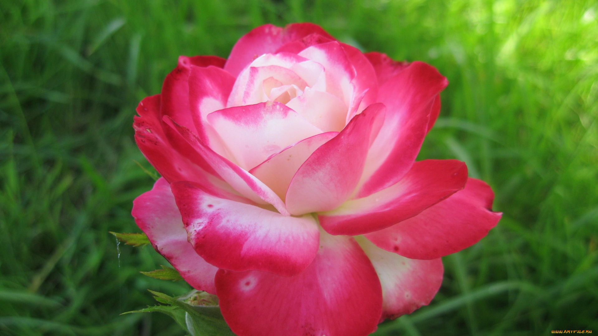 цветы, розы