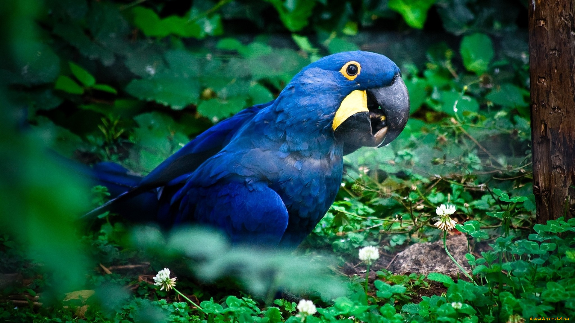 гиацинтовый, ара, животные, попугаи