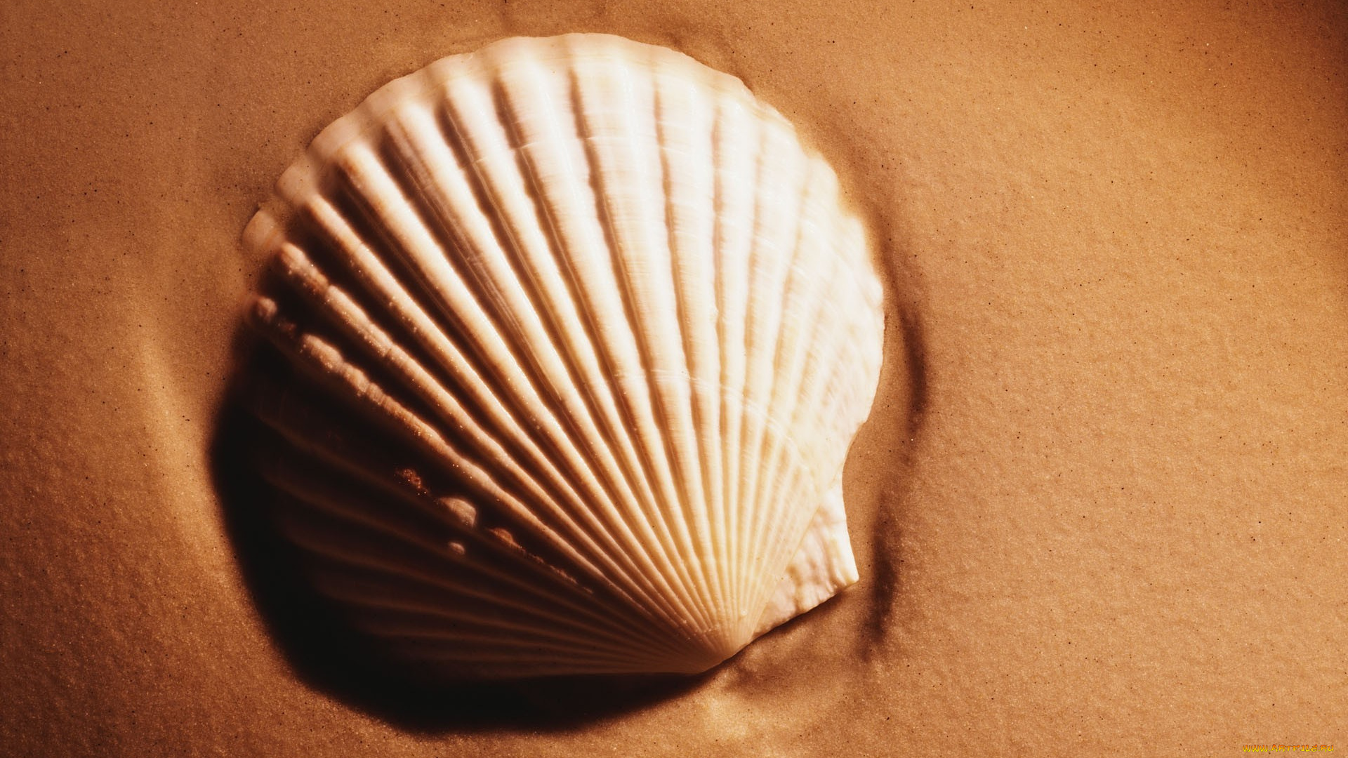 разное, ракушки, кораллы, декоративные, spa, камни