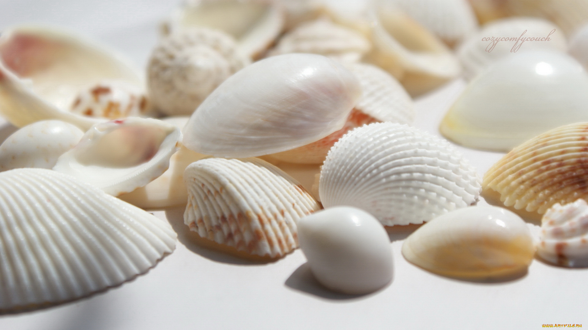 разное, ракушки, кораллы, декоративные, spa, камни