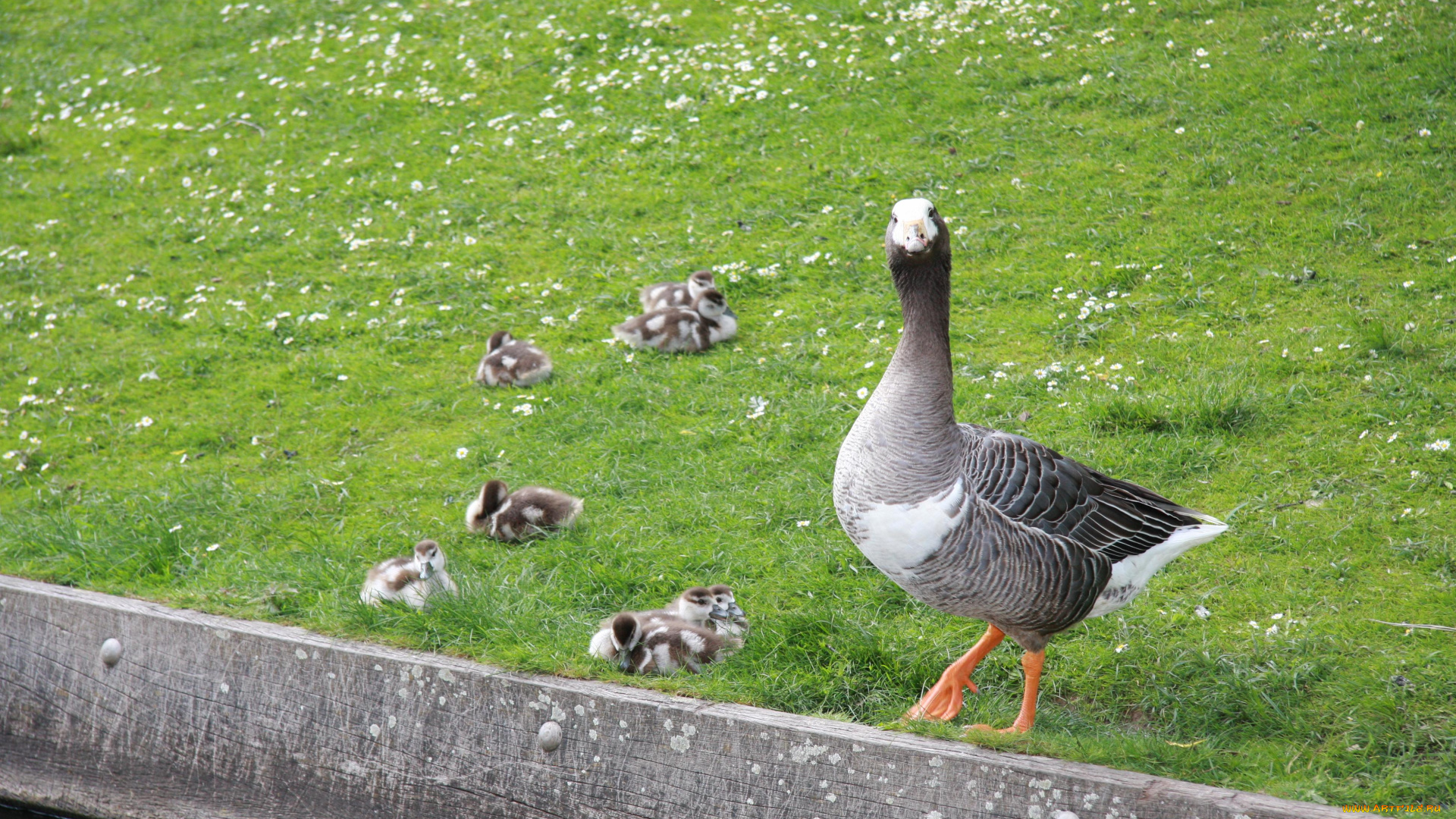животные, гуси