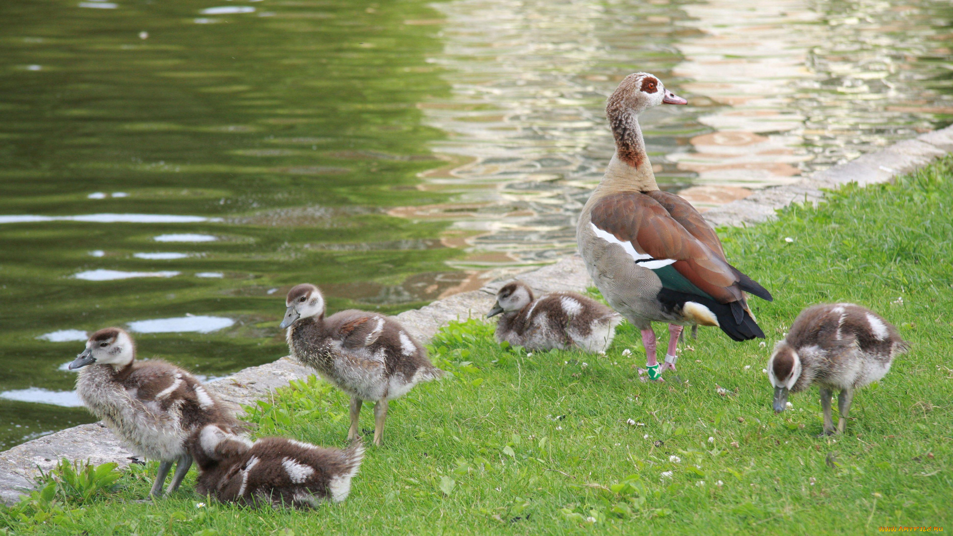 животные, гуси
