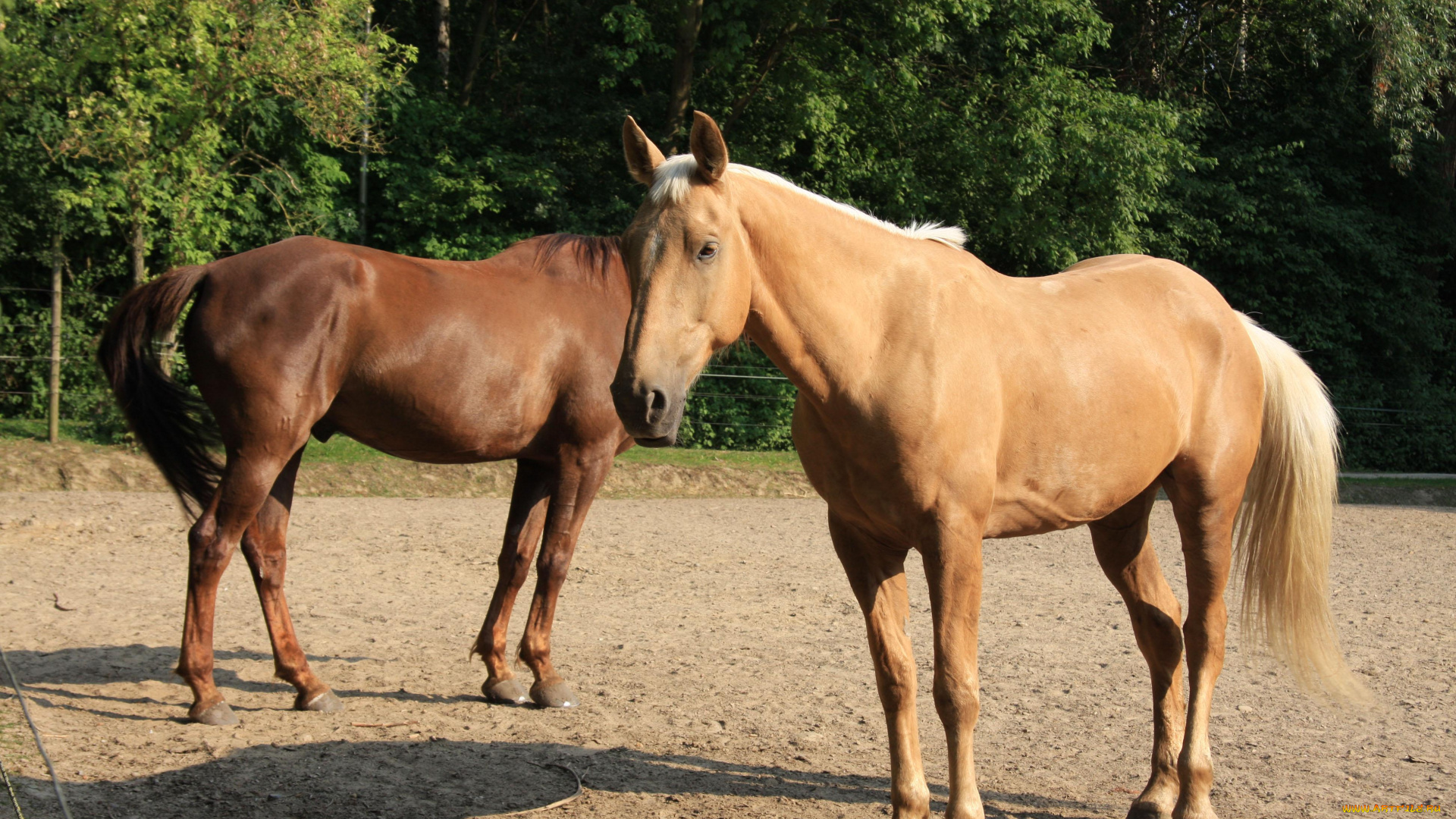 животные, лошади