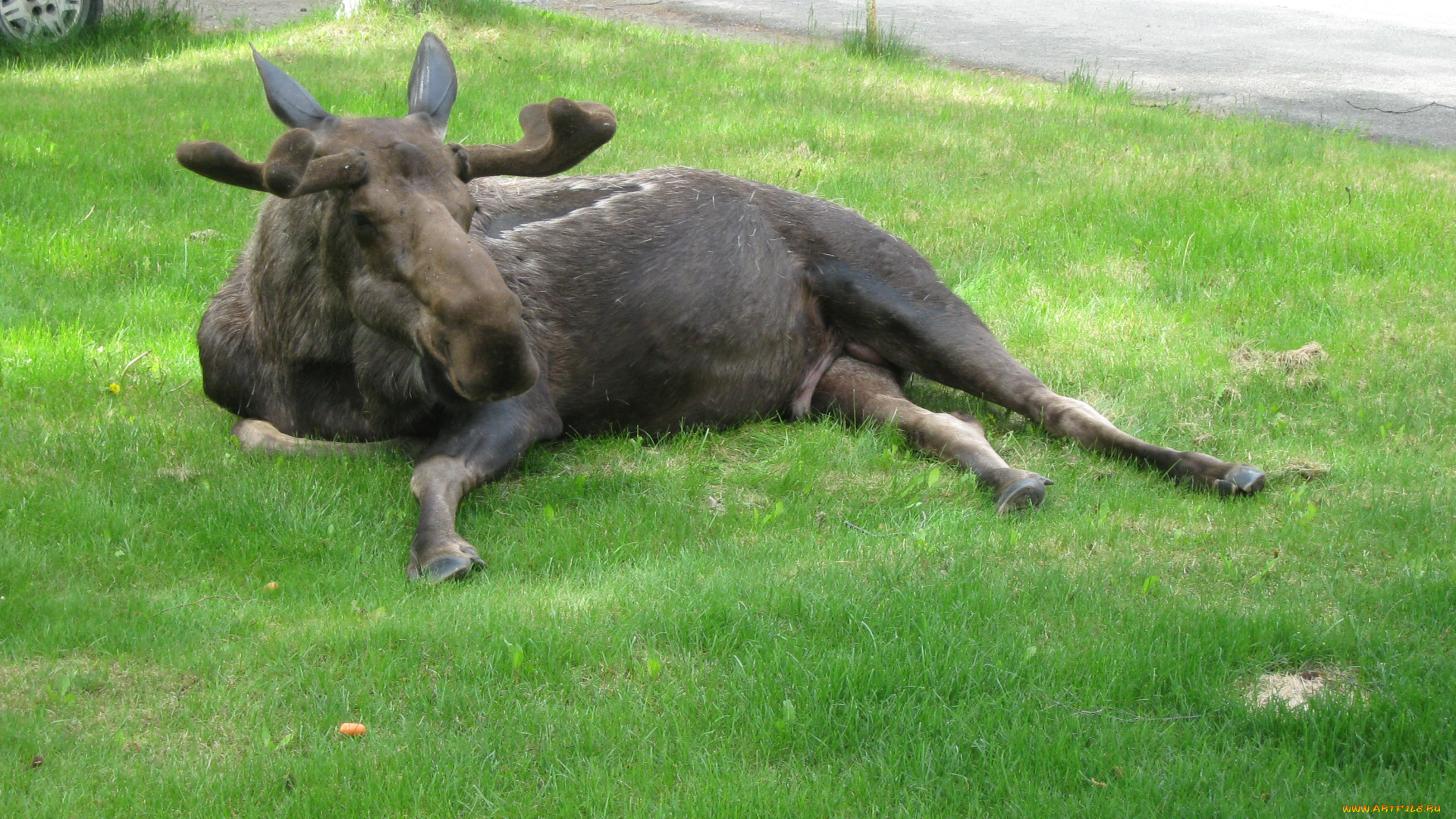 животные, лоси
