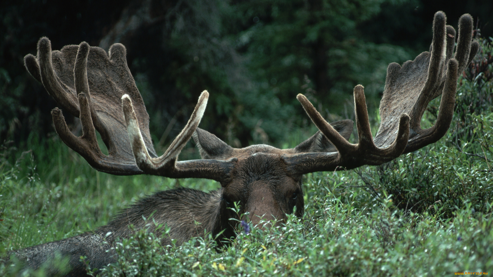 животные, лоси