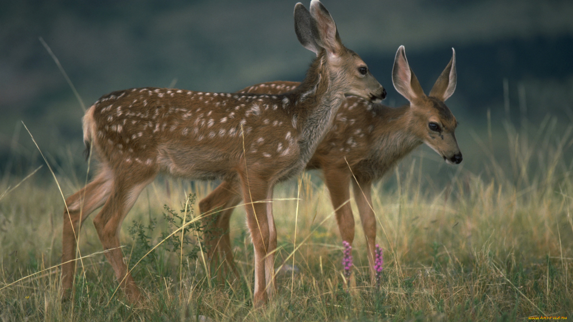 животные, олени