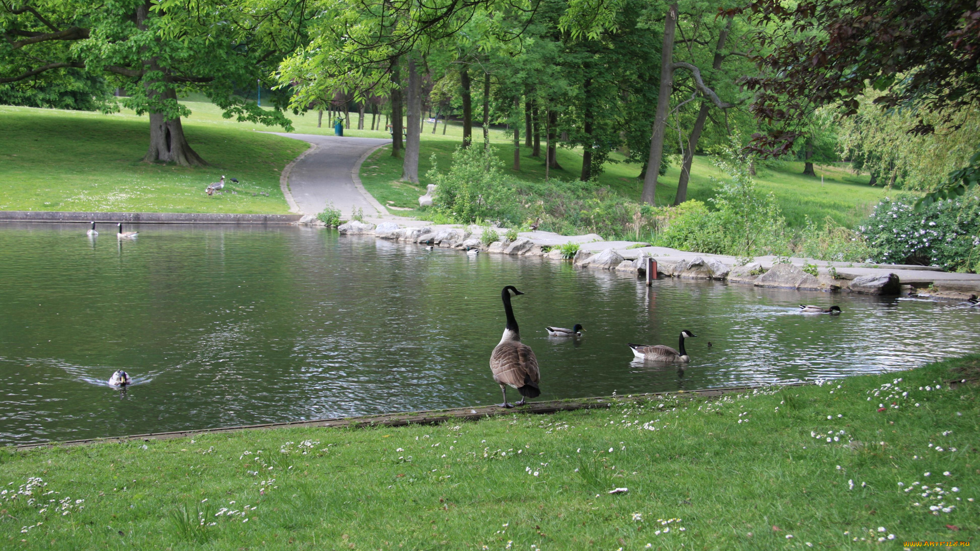 животные, птицы