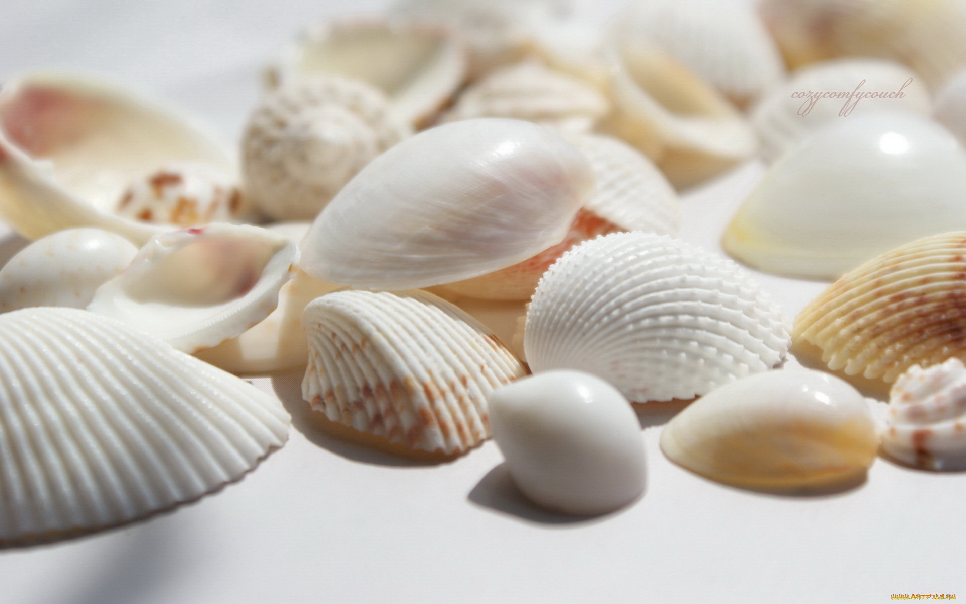 разное, ракушки, кораллы, декоративные, spa, камни