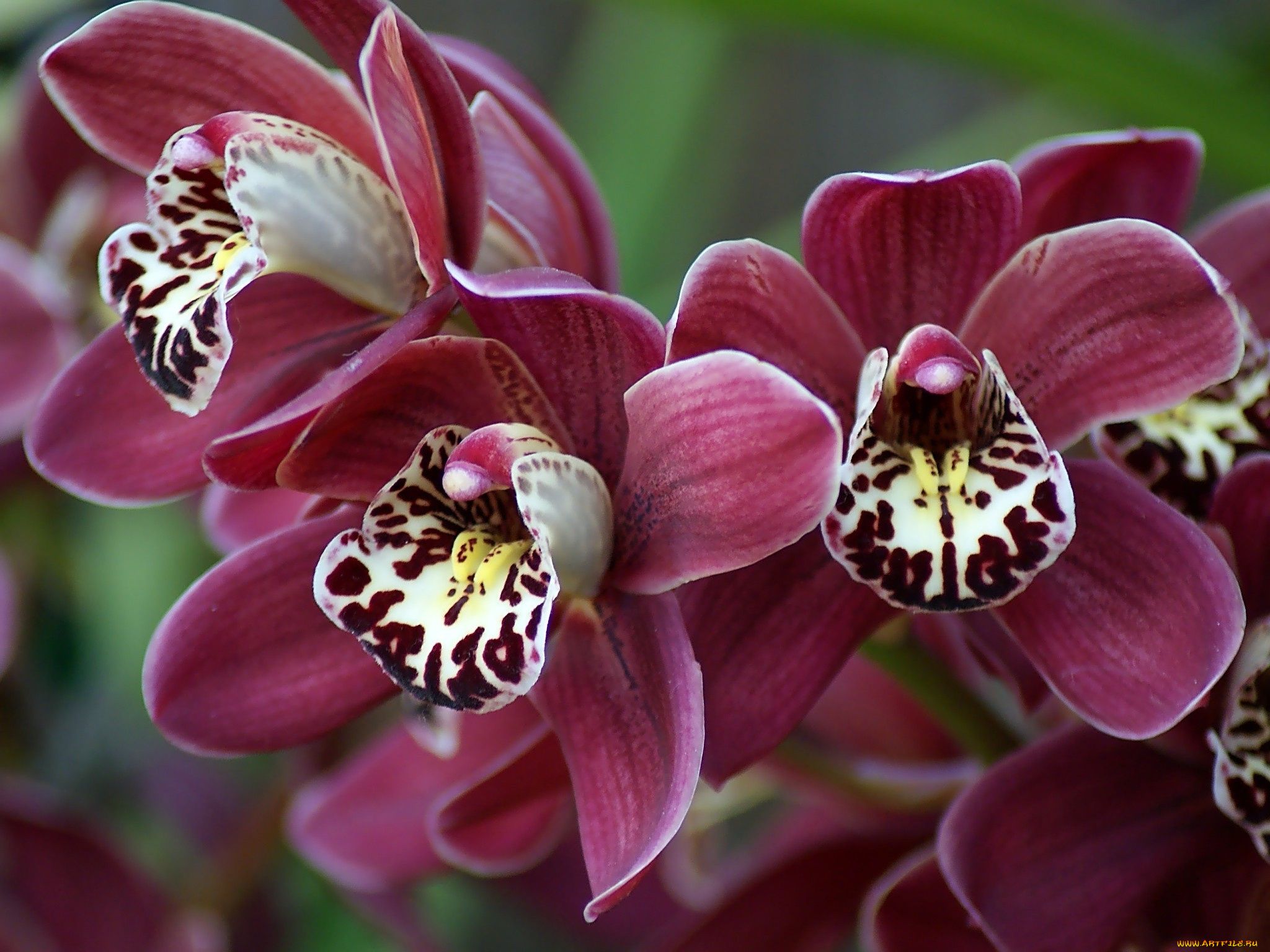 цветы, орхидеи