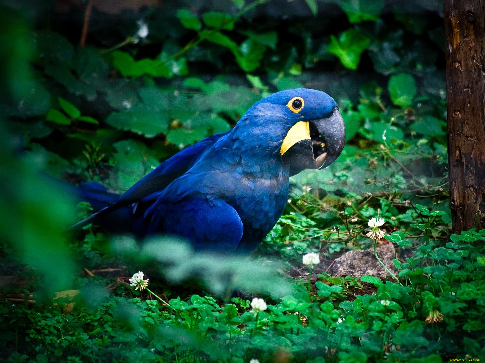 гиацинтовый, ара, животные, попугаи