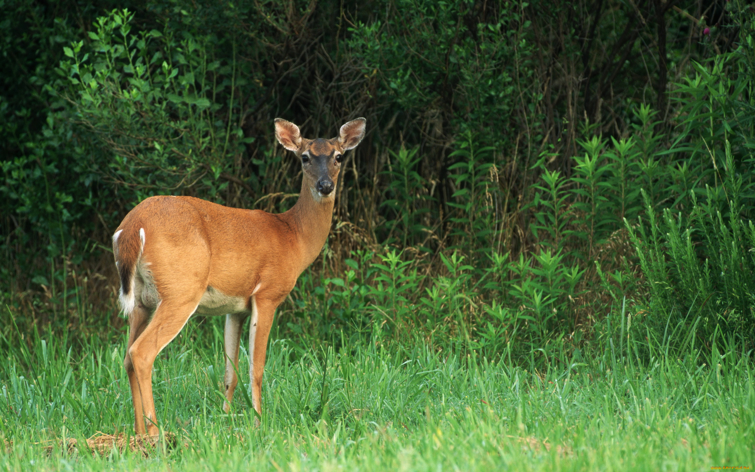 животные, олени