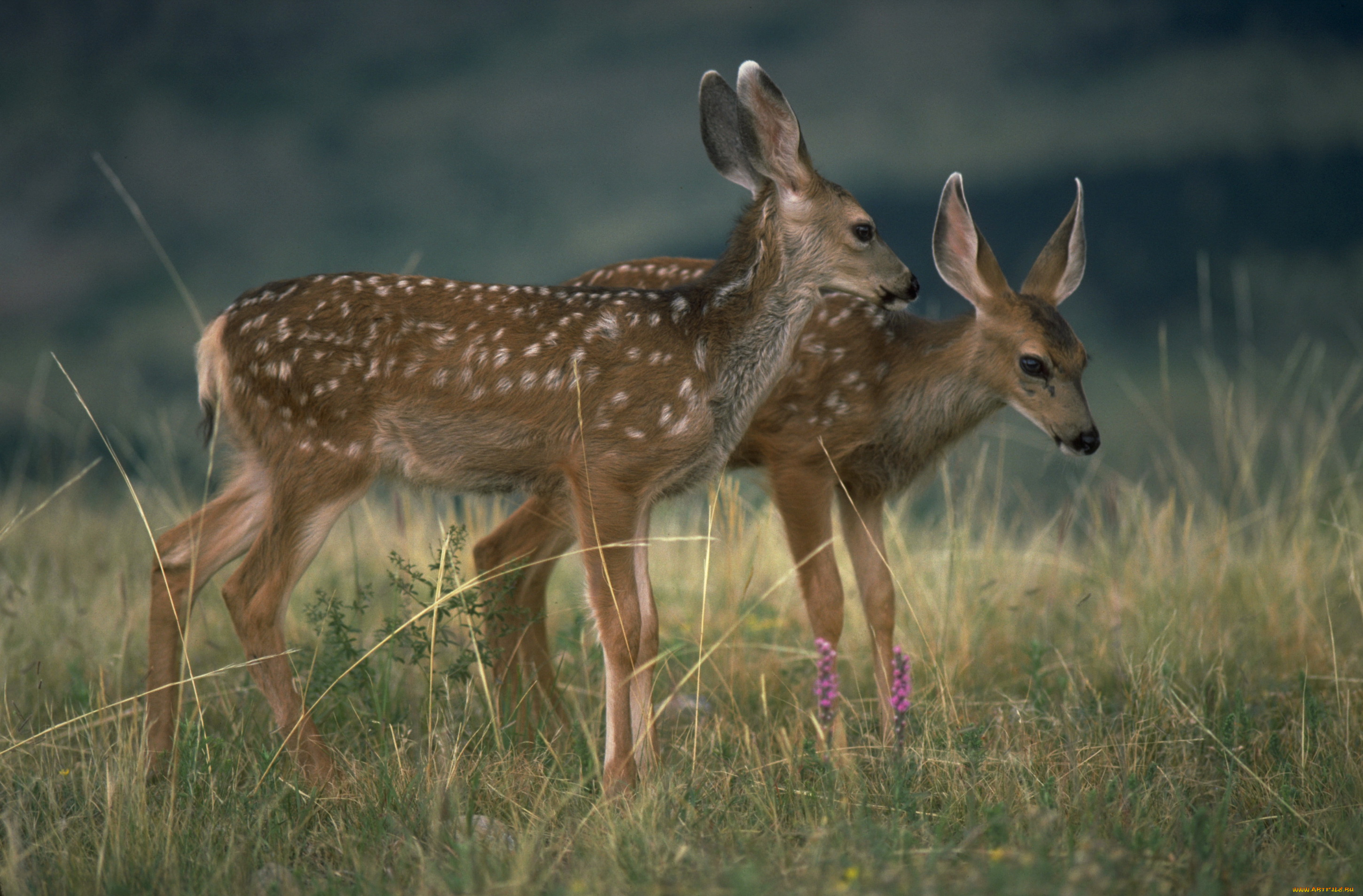 животные, олени