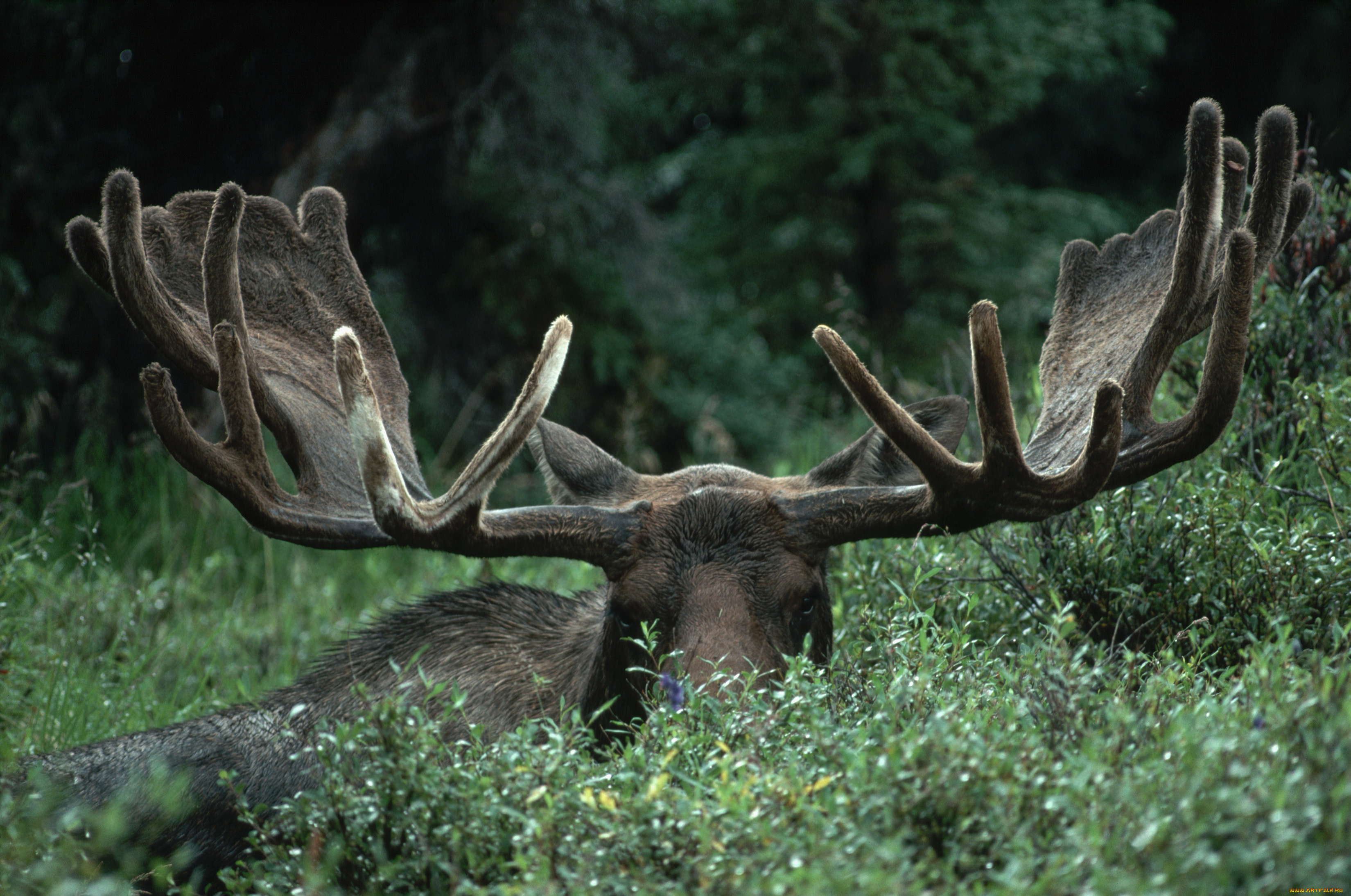 животные, лоси