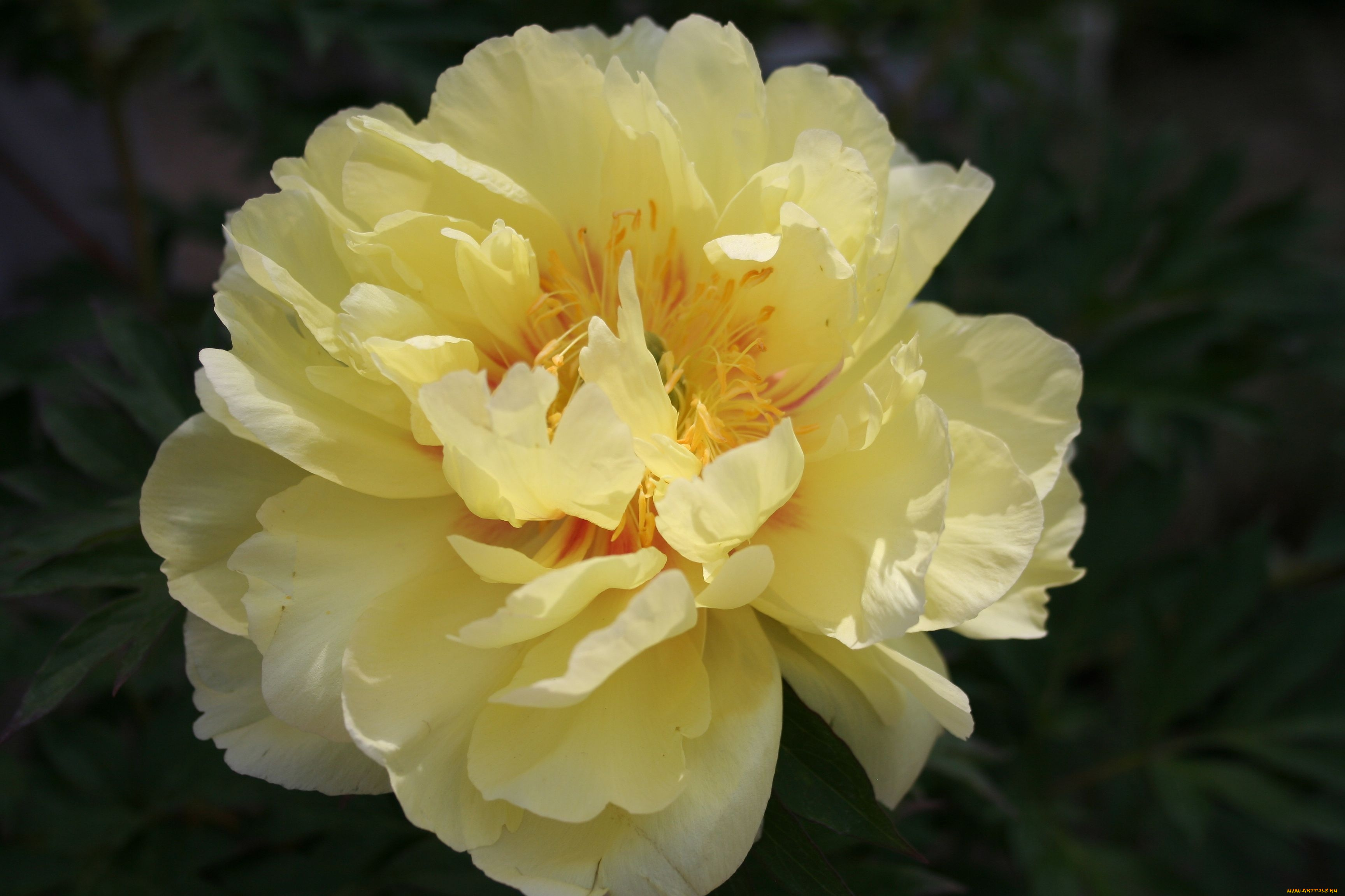 цветы, пионы