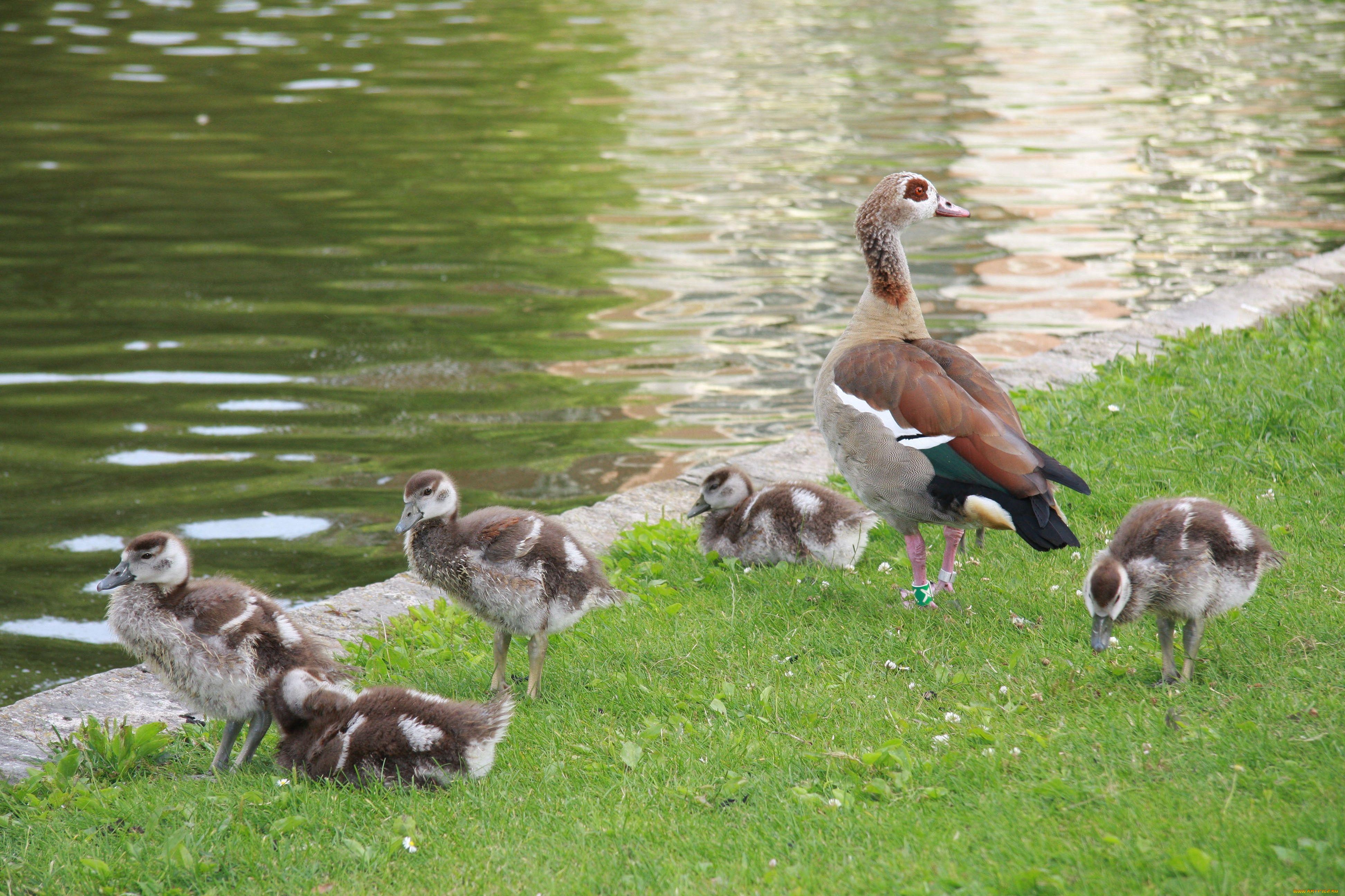 животные, гуси