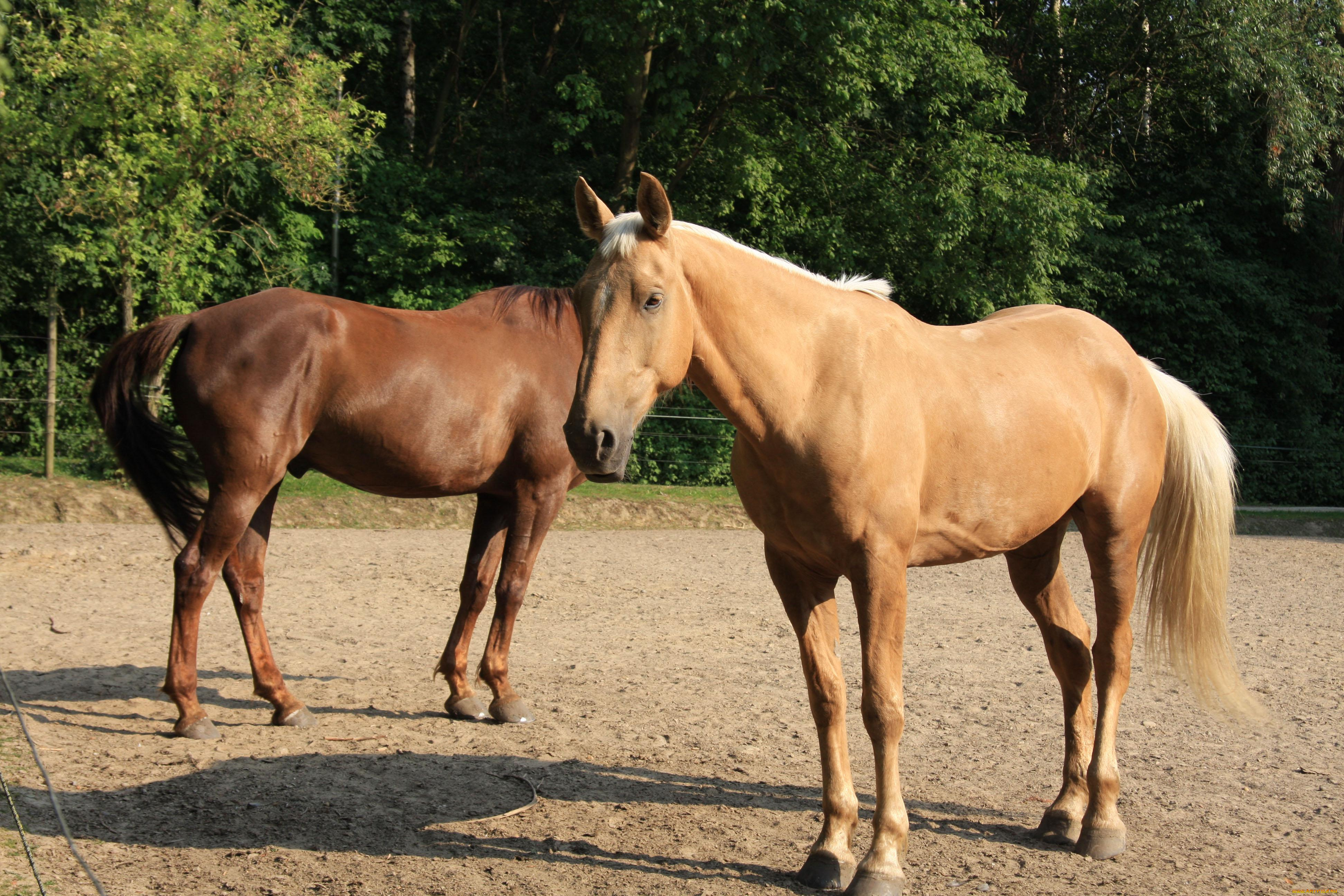 животные, лошади