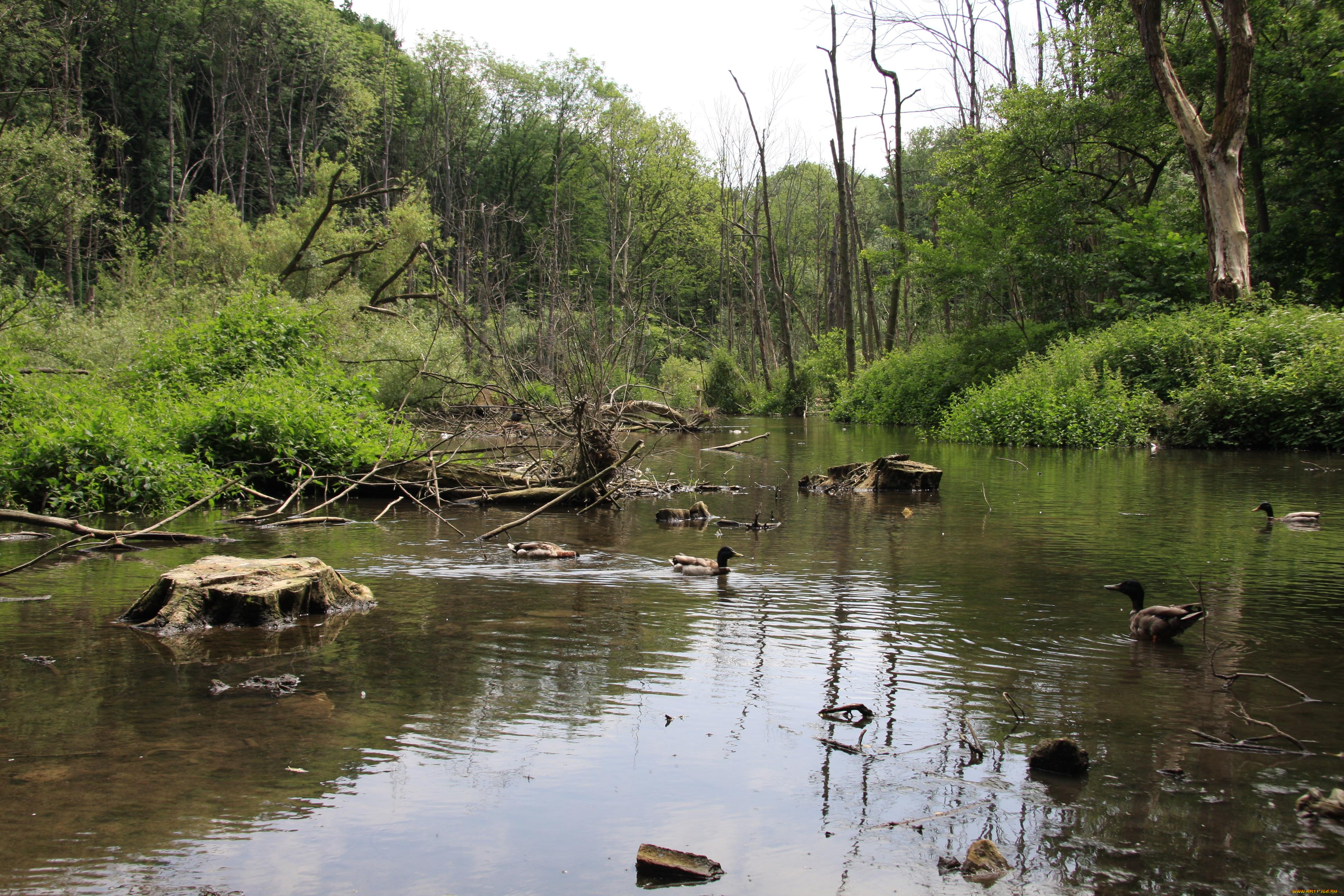 животные, утки