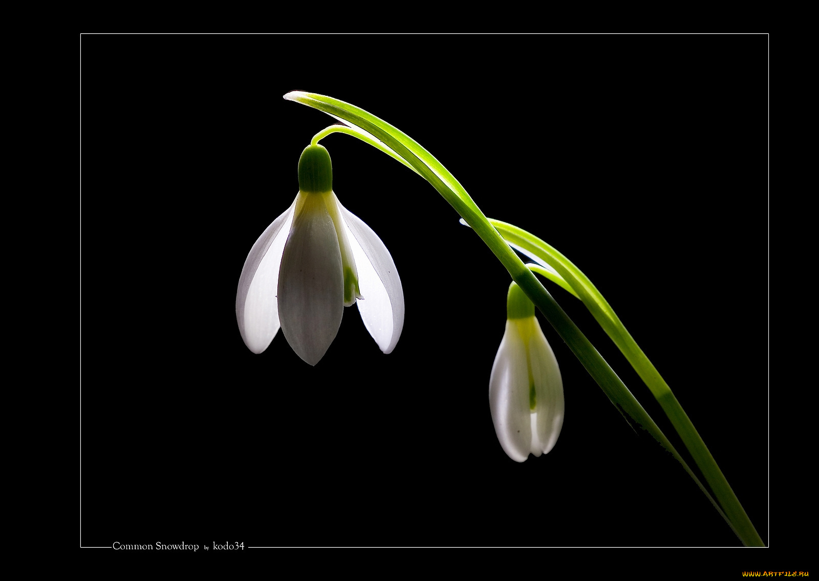 цветы, подснежники, белоцветник