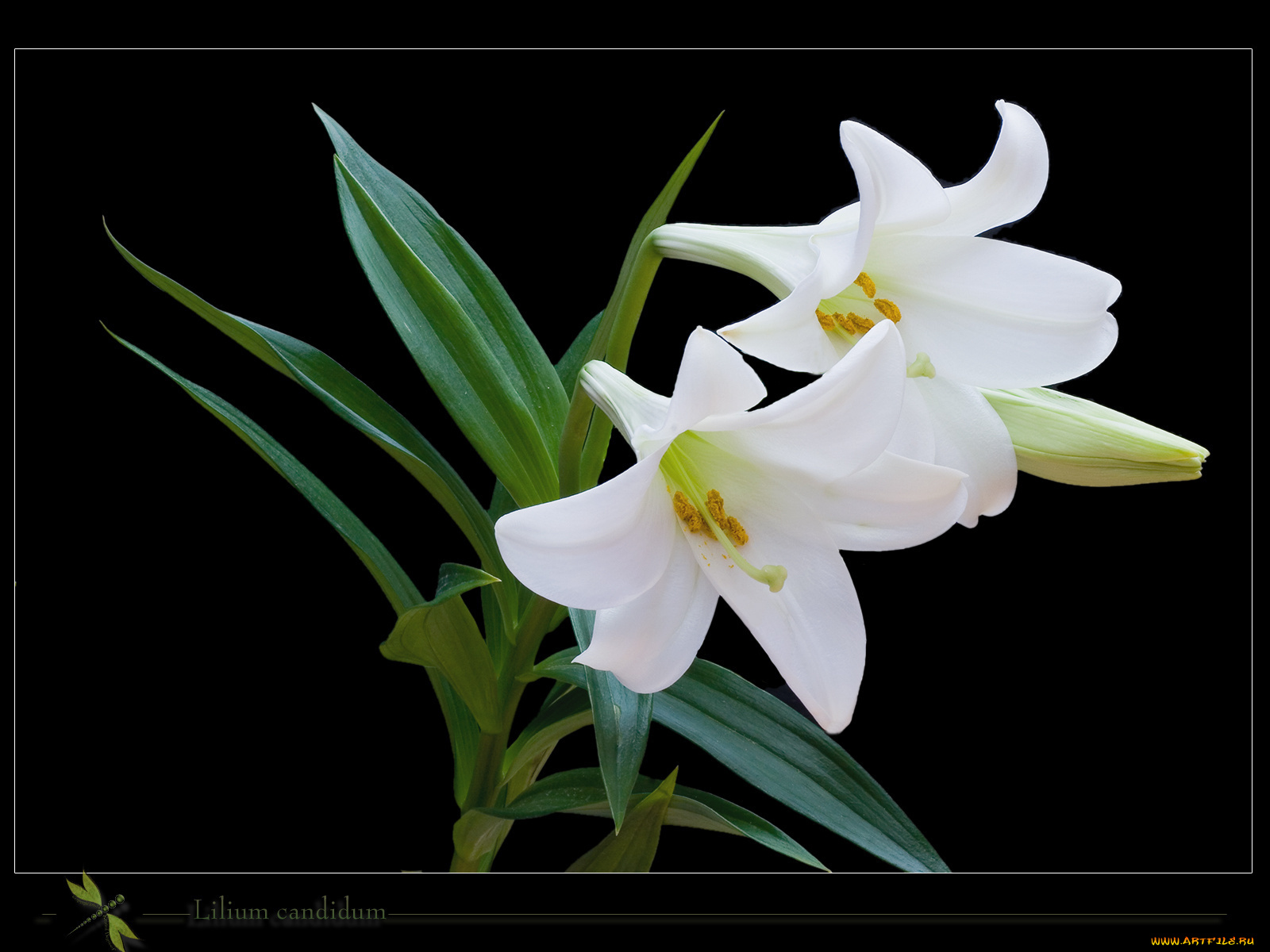 цветы, лилии, лилейники, нарциссы