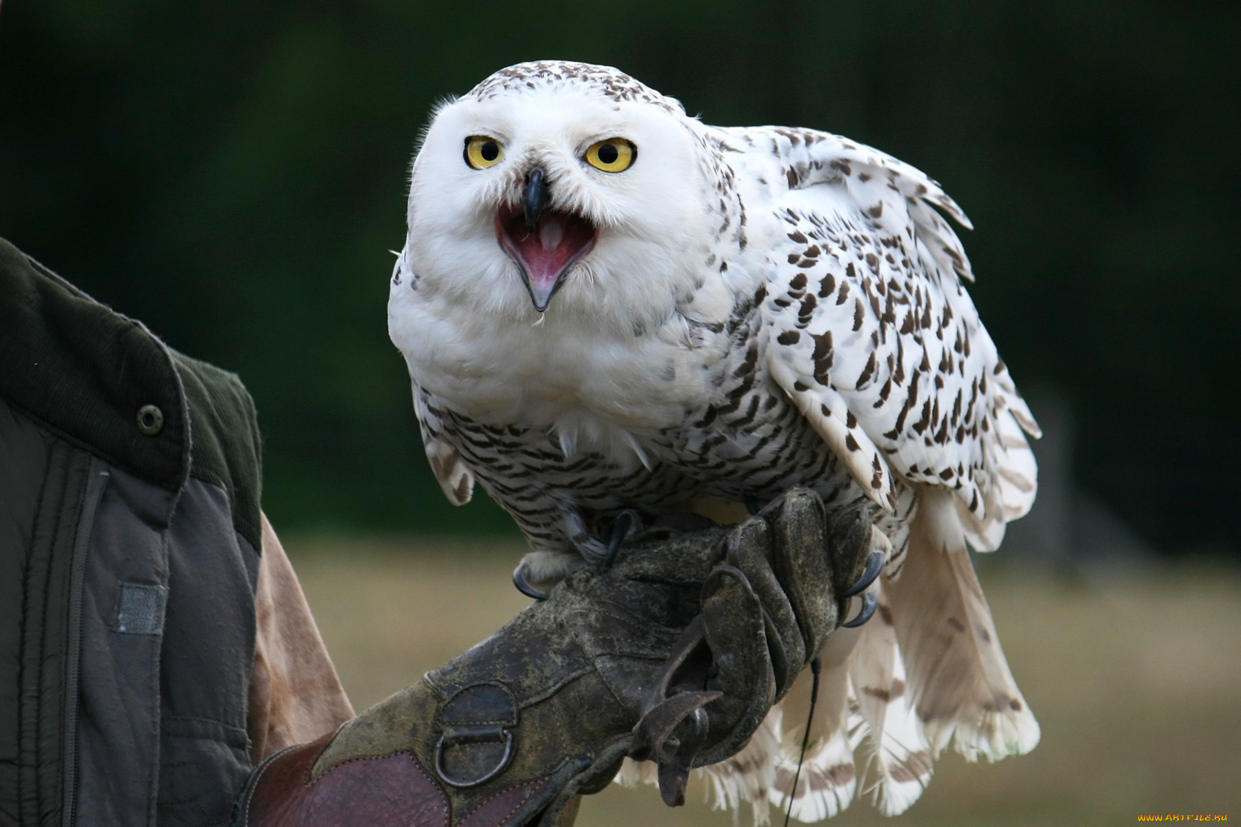 животные, совы, сова