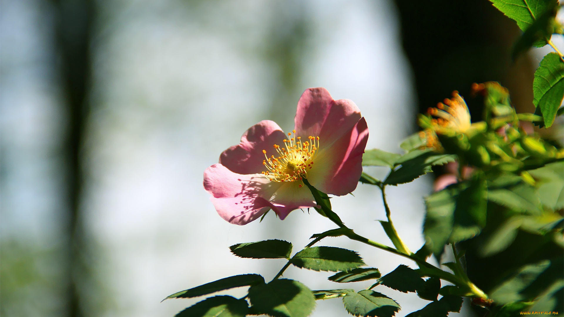 автор, thean, цветы, шиповник