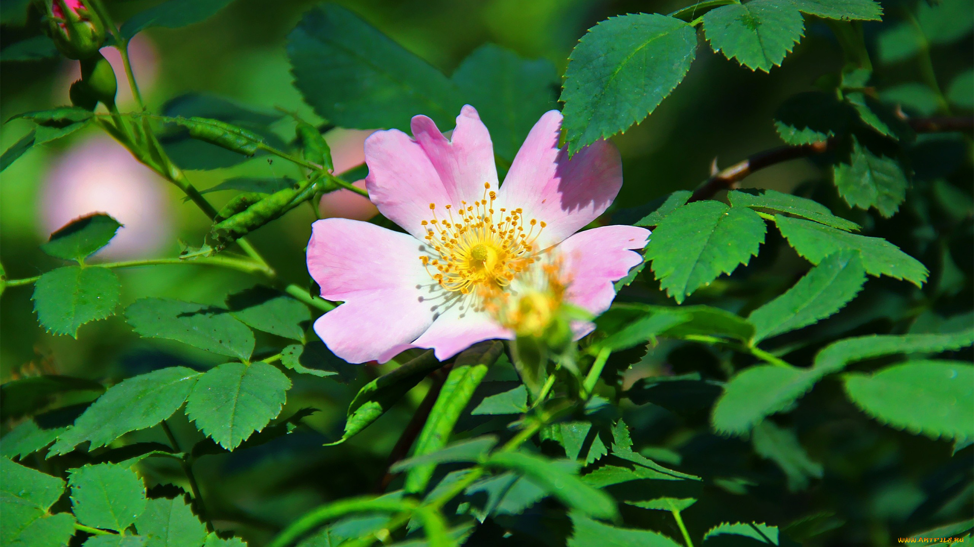 автор, thean, цветы, шиповник