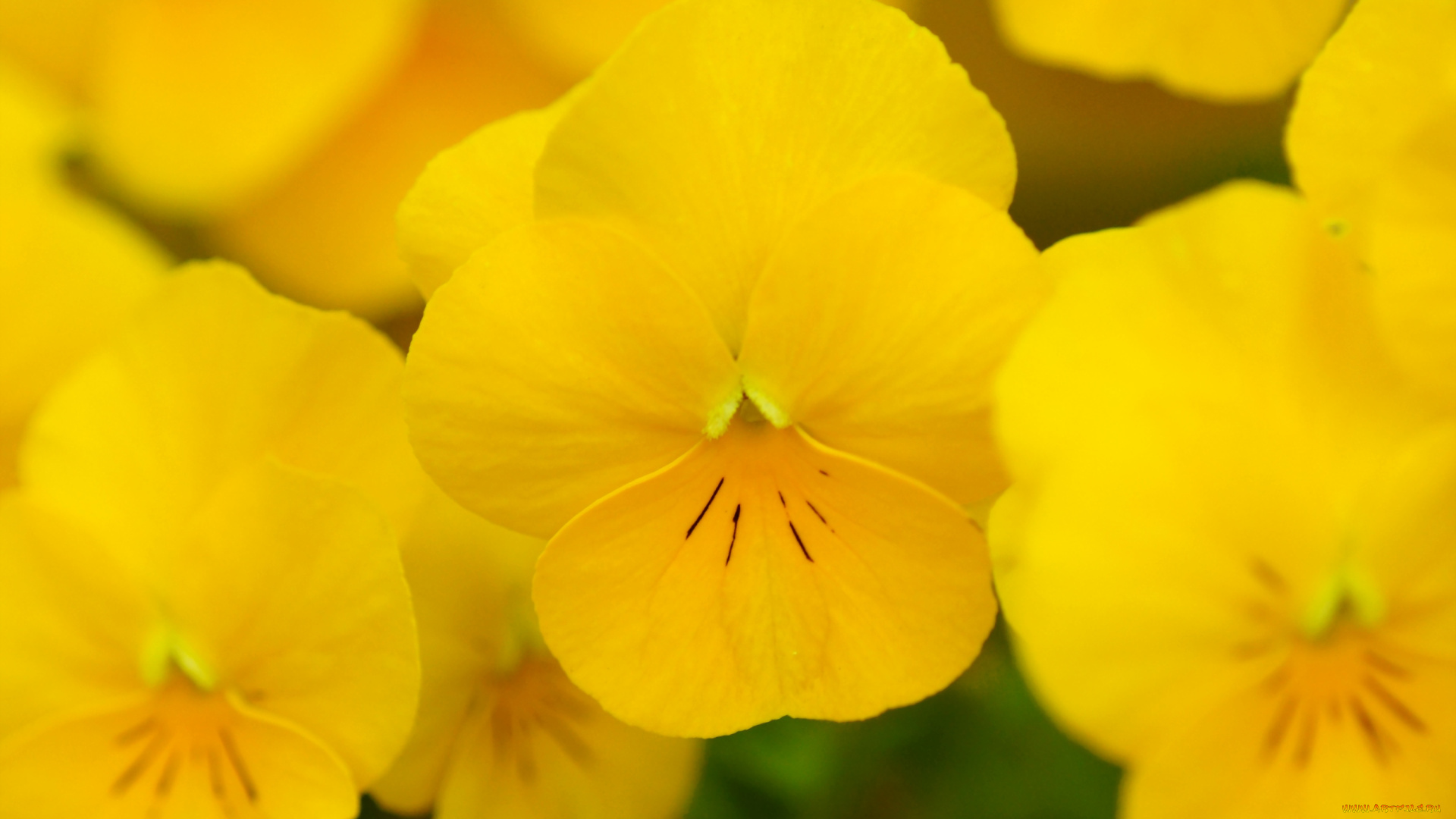 цветы, анютины, глазки, садовые, фиалки, желтый, яркий