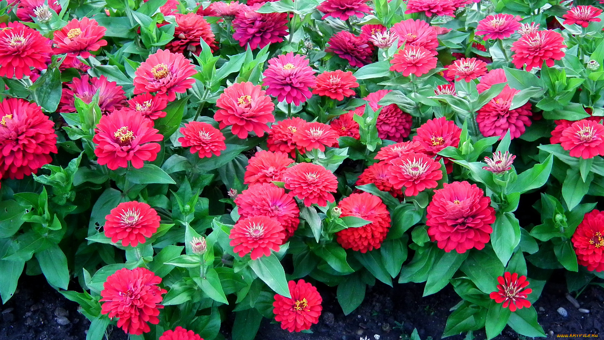 цветы, цинния, цинии