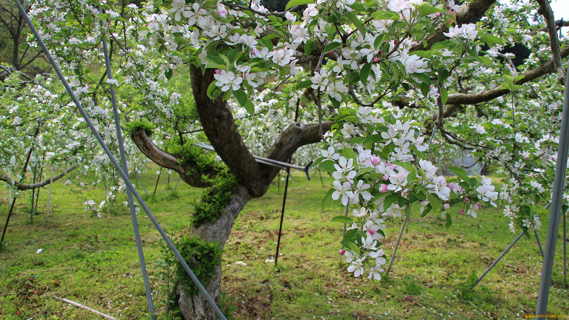 цветы, цветущие, деревья, кустарники, весна, яблоня