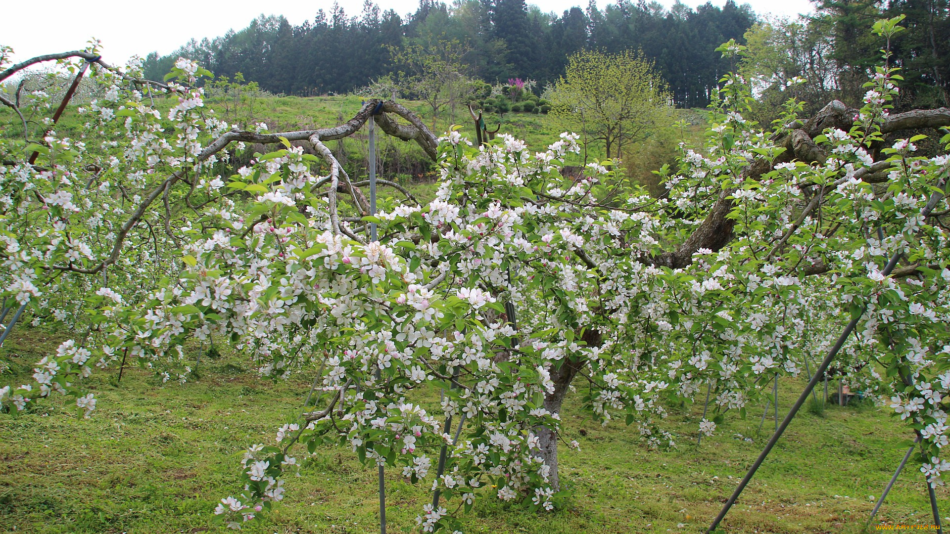 цветы, цветущие, деревья, кустарники, яблоня, весна