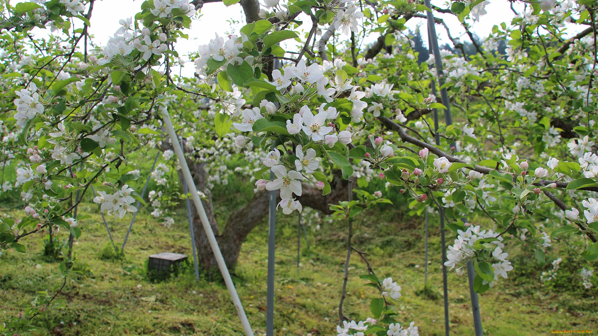 цветы, цветущие, деревья, кустарники, яблоня, весна