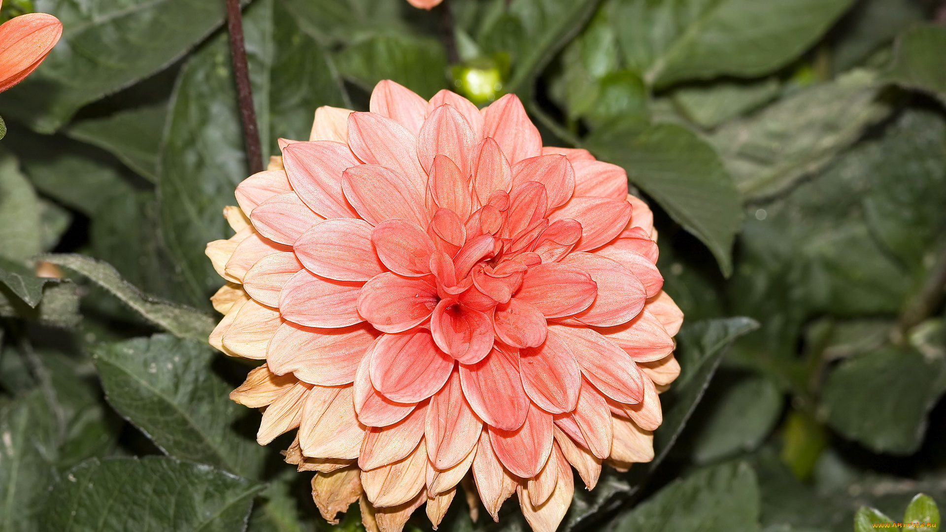 цветы, георгины