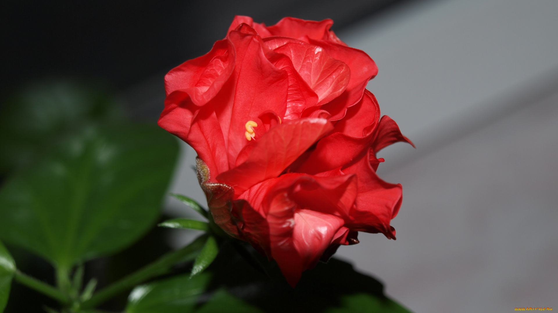 цветы, гибискусы