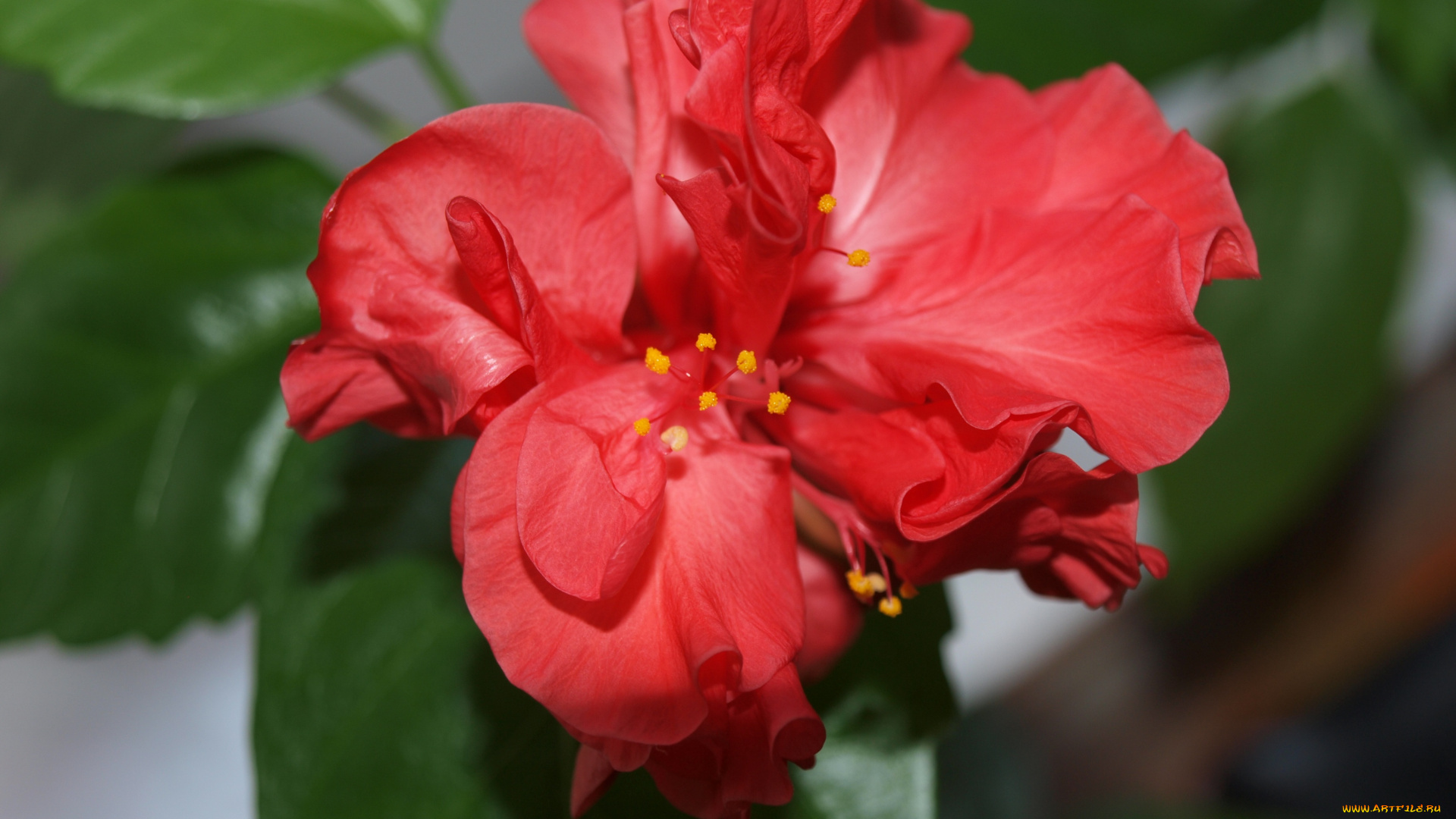 цветы, гибискусы