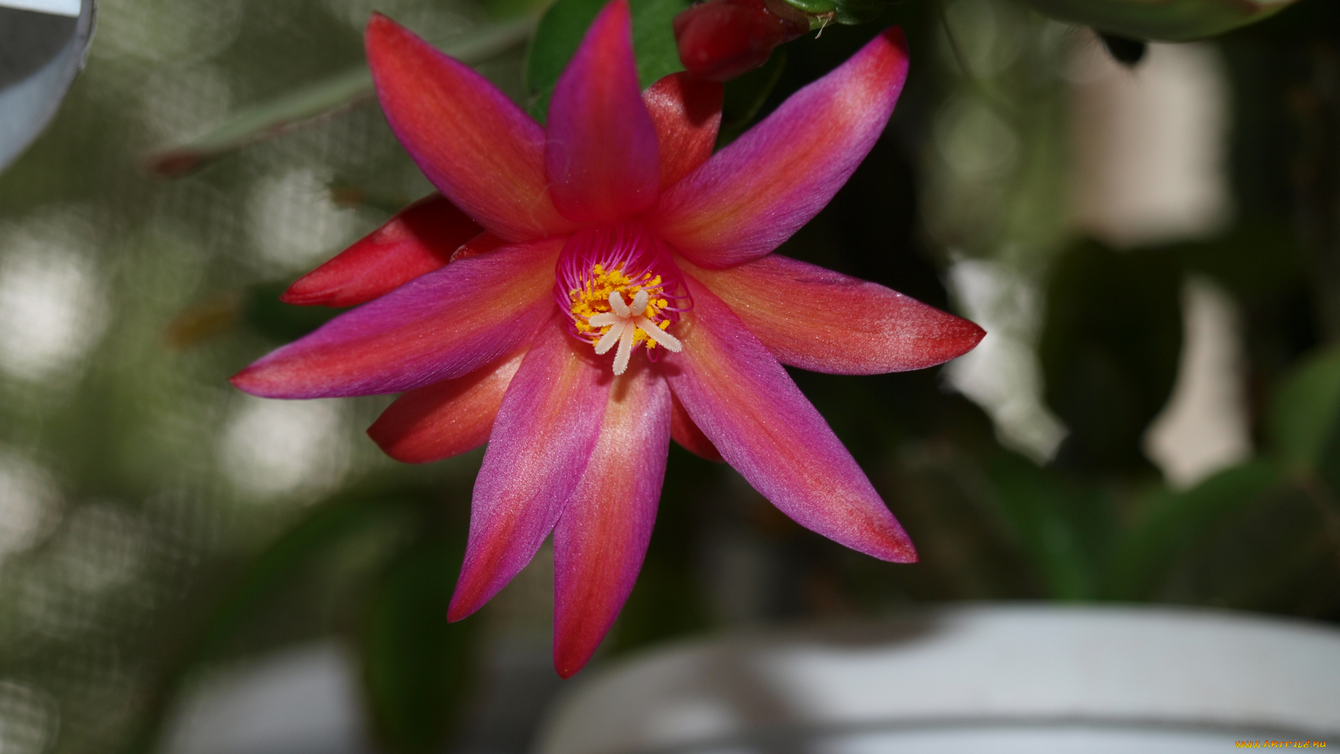 цветы, кактусы, кактус, рипсалидопсис