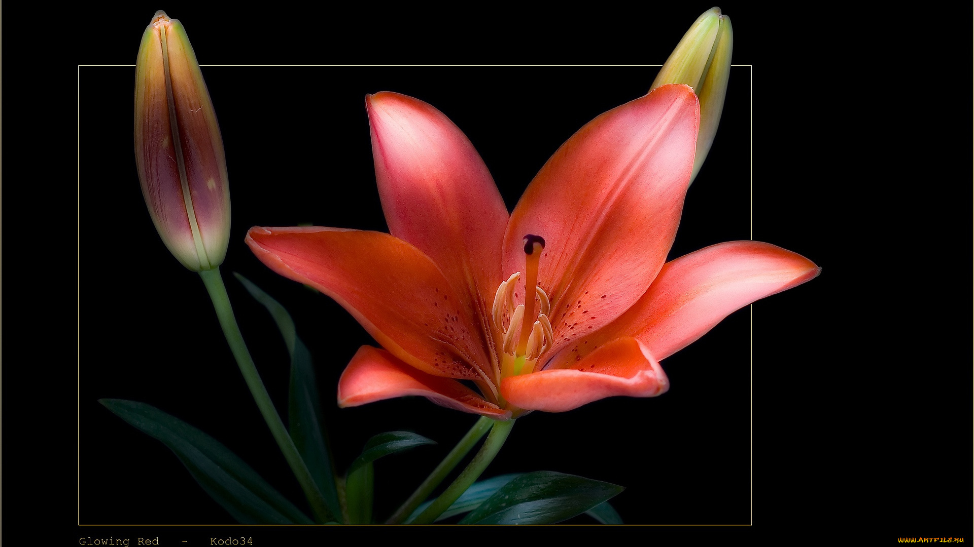 цветы, лилии, лилейники, бутоны