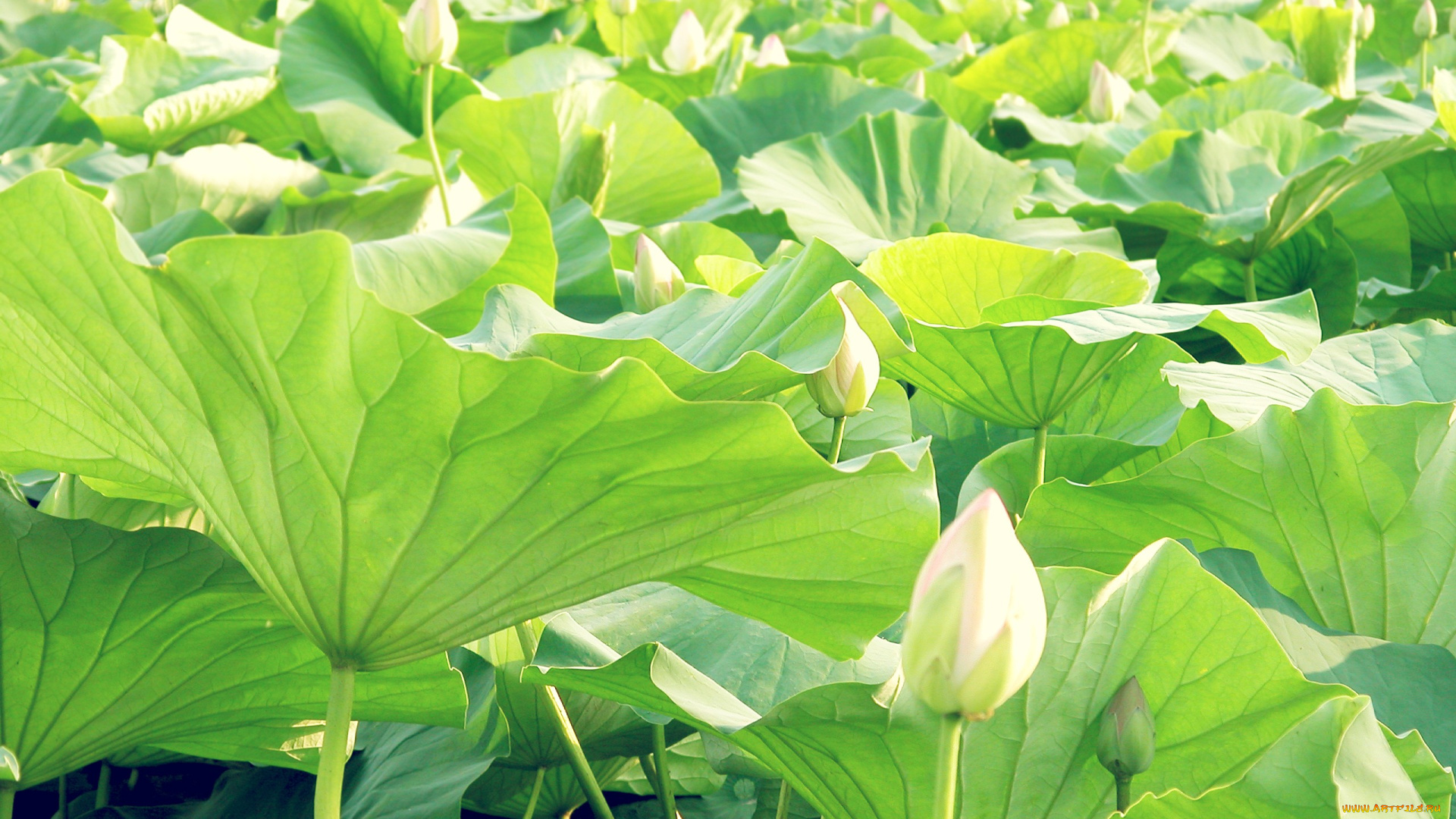 цветы, лотосы, лотос