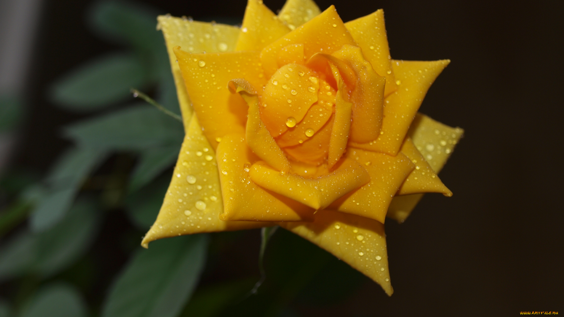 цветы, розы, роза